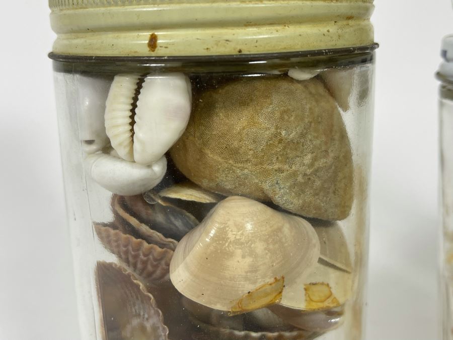 Collection Of Organic Seashells Mainly From The South Pacific Ocean (6 Jars) [Photo 11]