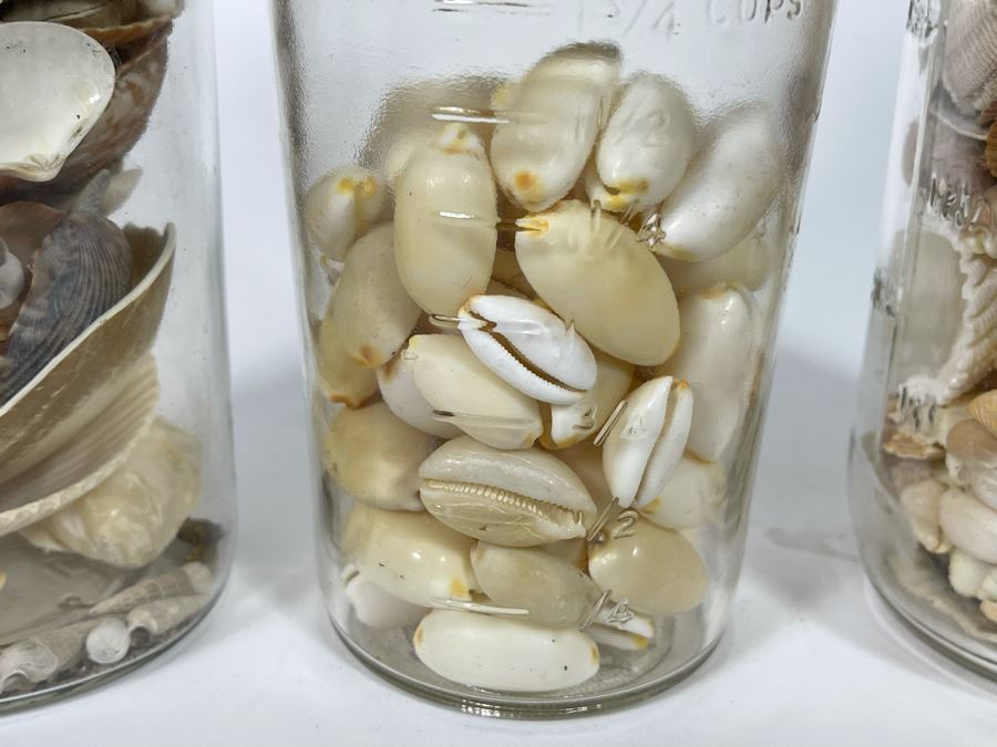 Collection Of Organic Seashells Mainly From The South Pacific Ocean (6 Jars) [Photo 9]