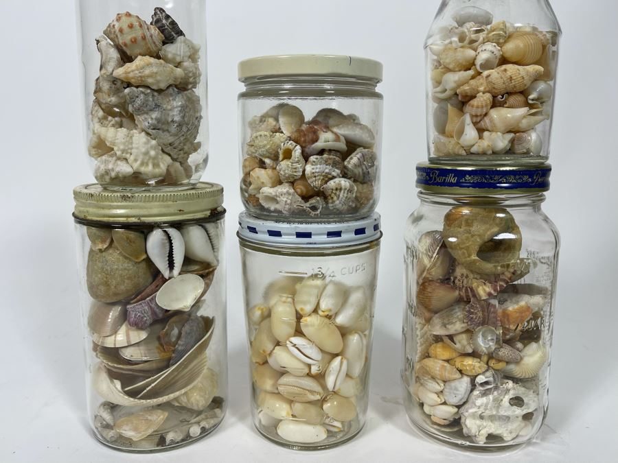 Collection Of Organic Seashells Mainly From The South Pacific Ocean (6 Jars) [Photo 2]