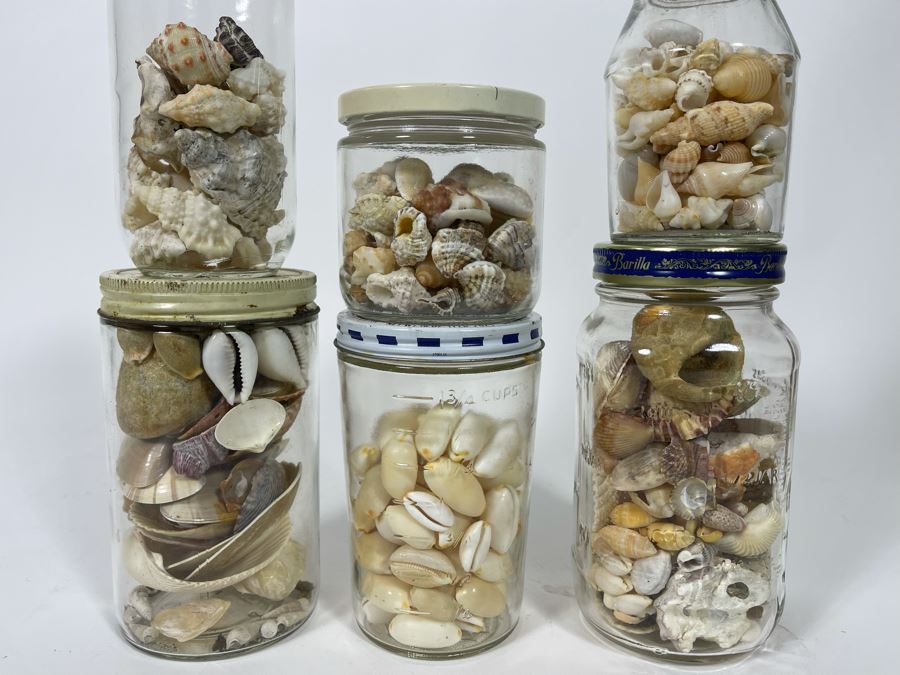 Collection Of Organic Seashells Mainly From The South Pacific Ocean (6 Jars) [Photo 3]