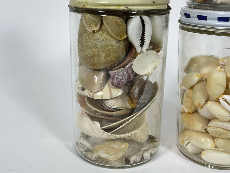 Collection Of Organic Seashells Mainly From The South Pacific Ocean (6 Jars) [Photo 10]