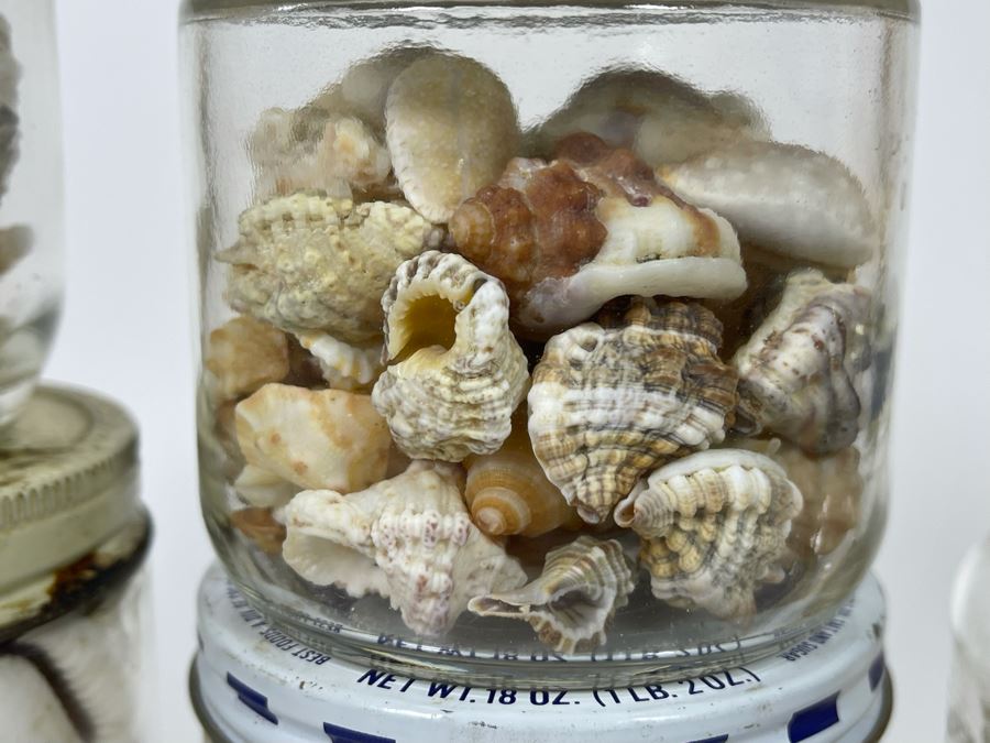 Collection Of Organic Seashells Mainly From The South Pacific Ocean (6 Jars) [Photo 7]
