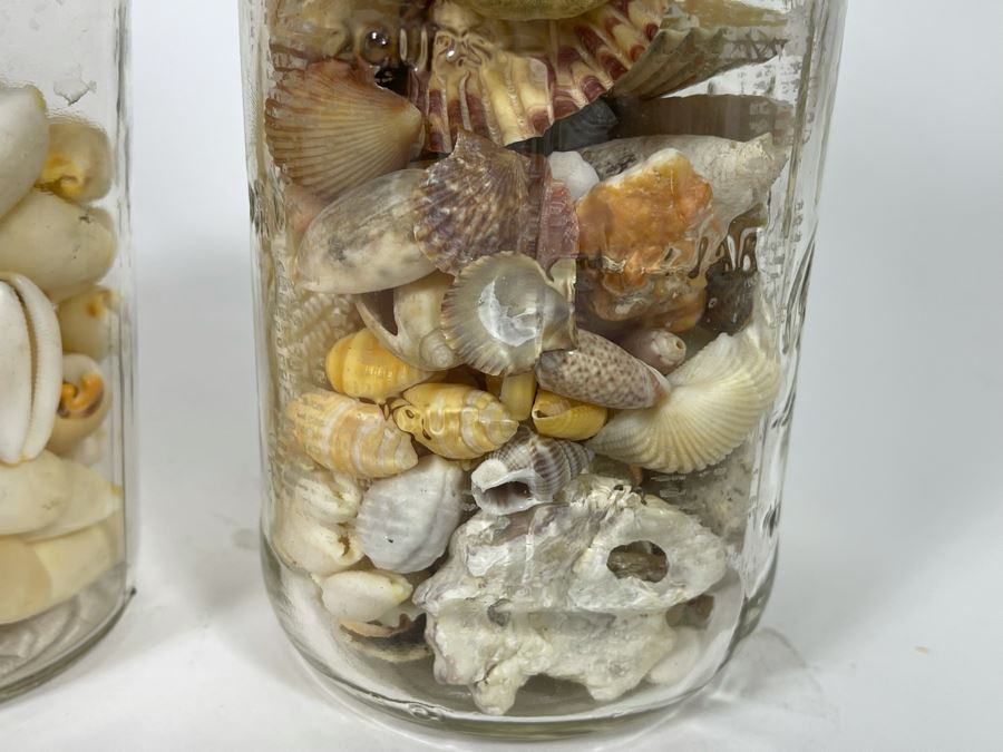 Collection Of Organic Seashells Mainly From The South Pacific Ocean (6