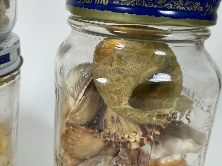 Collection Of Organic Seashells Mainly From The South Pacific Ocean (6