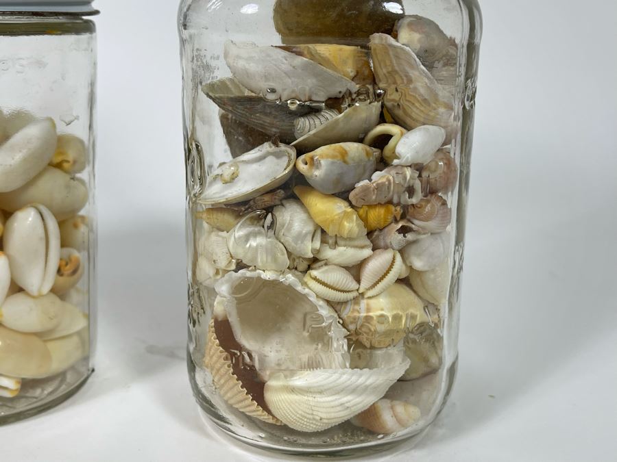 Collection Of Organic Seashells Mainly From The South Pacific Ocean (6 Jars) [Photo 12]