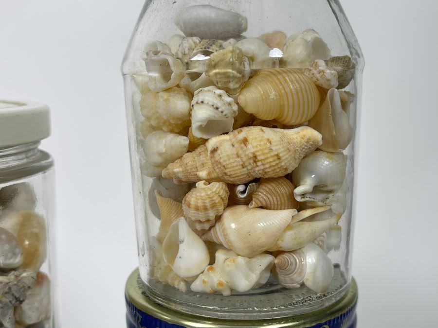 Collection Of Organic Seashells Mainly From The South Pacific Ocean (6