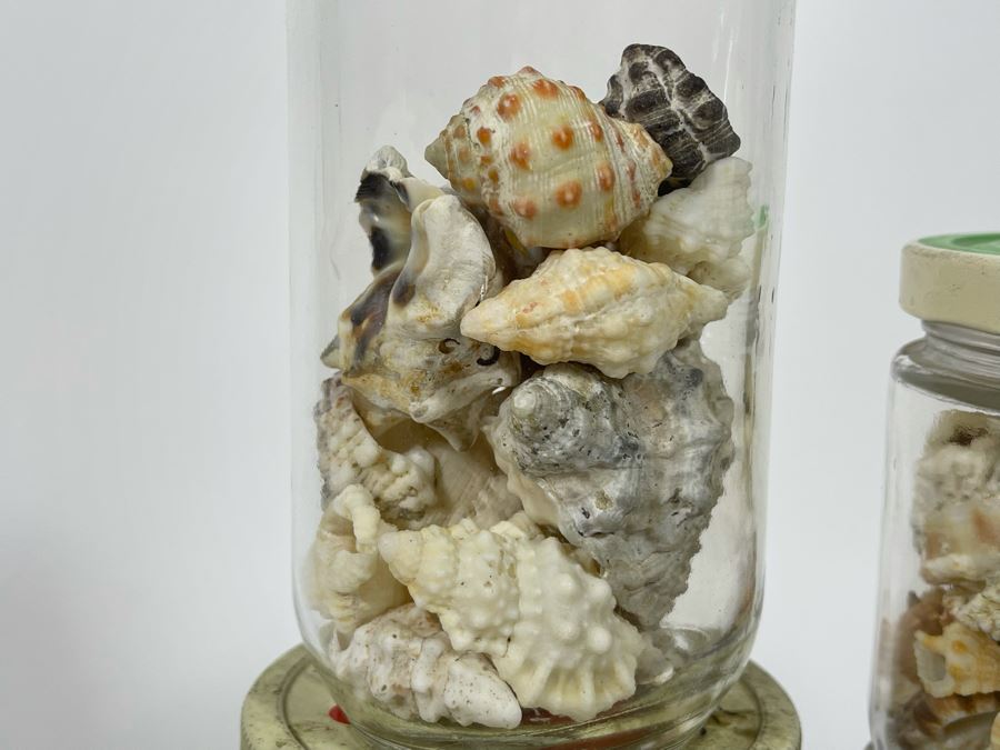 Collection Of Organic Seashells Mainly From The South Pacific Ocean (6 Jars) [Photo 8]
