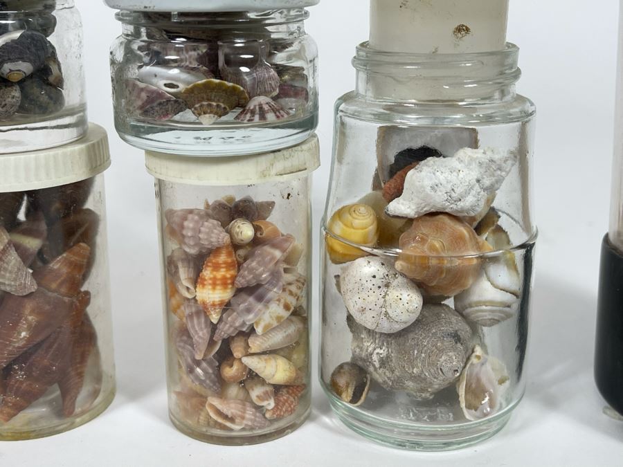Collection Of Organic Seashells Mainly From The South Pacific Ocean [Photo 5]