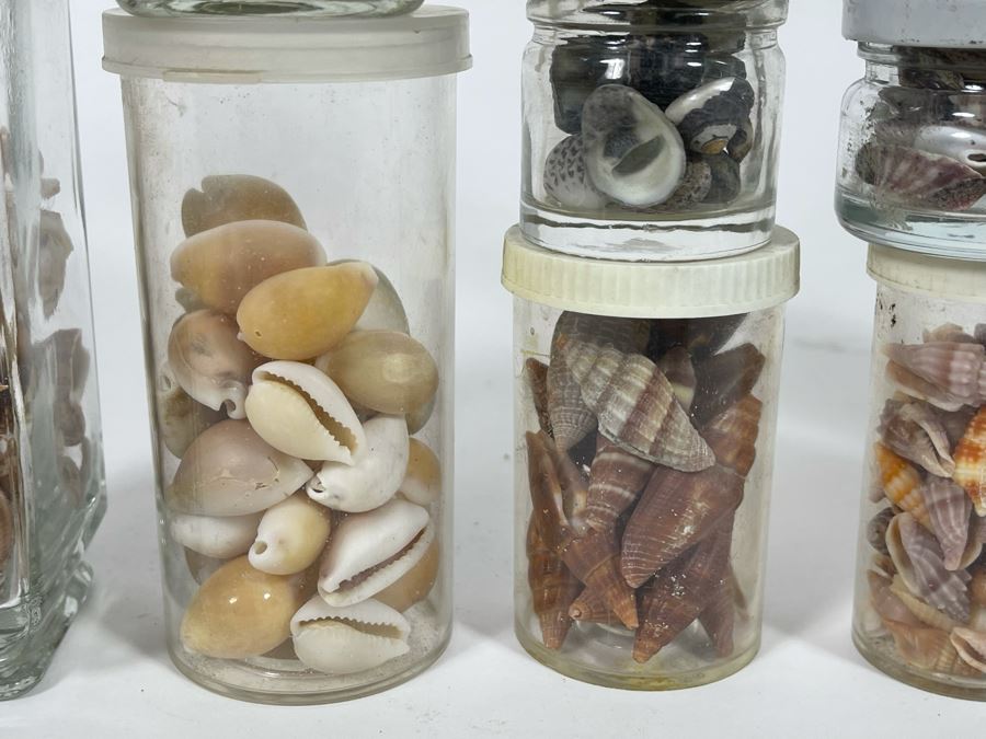 Collection Of Organic Seashells Mainly From The South Pacific Ocean [Photo 4]