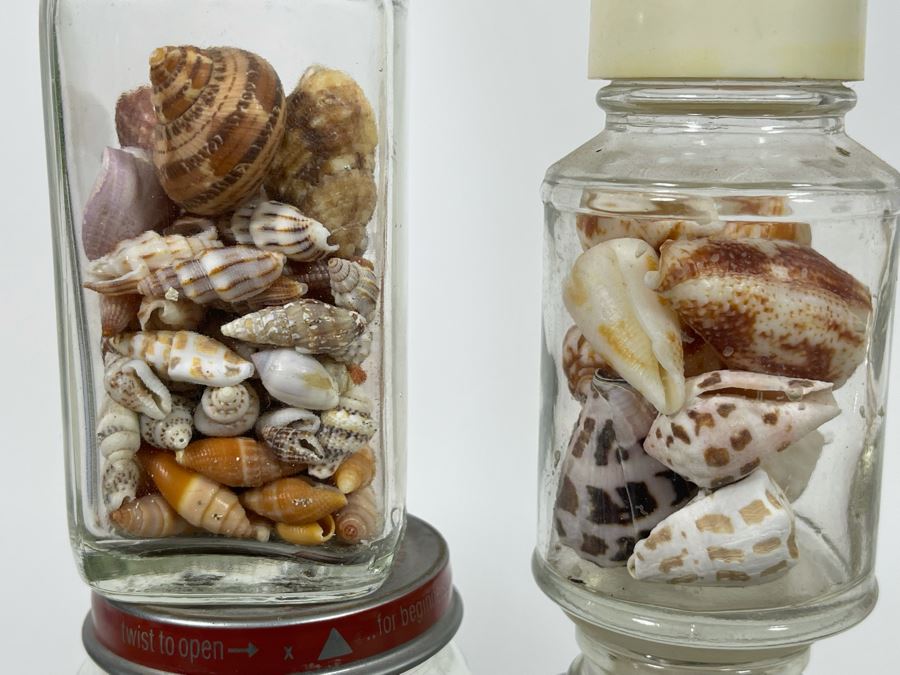 Collection Of Organic Seashells Mainly From The South Pacific Ocean [Photo 8]