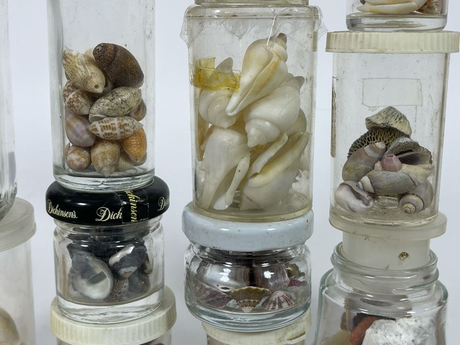 Collection Of Organic Seashells Mainly From The South Pacific Ocean [Photo 6]