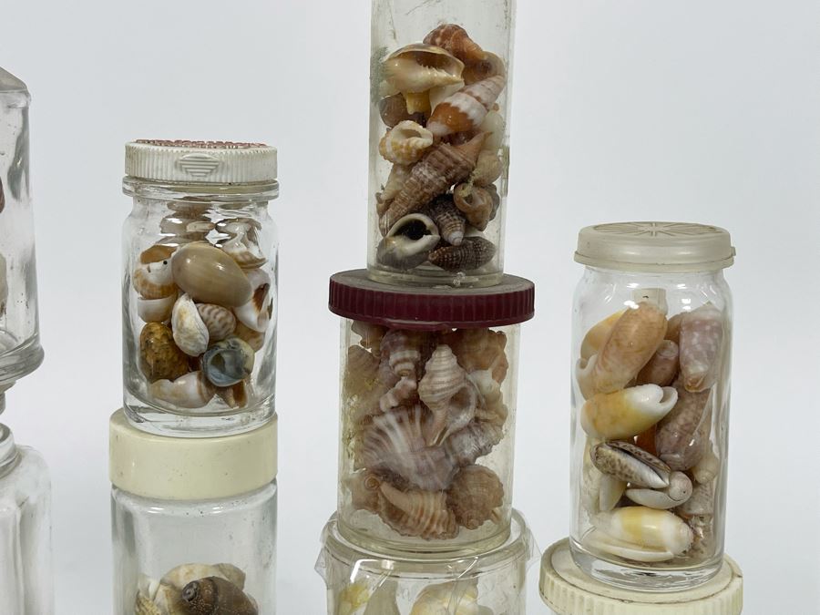 Collection Of Organic Seashells Mainly From The South Pacific Ocean [Photo 7]