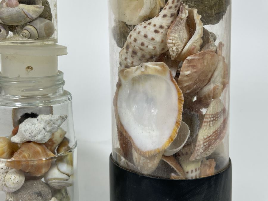 Collection Of Organic Seashells Mainly From The South Pacific Ocean [Photo 12]