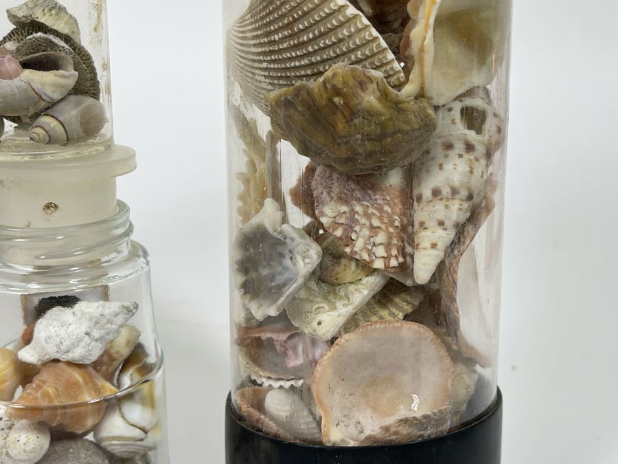 Collection Of Organic Seashells Mainly From The South Pacific Ocean [Photo 13]