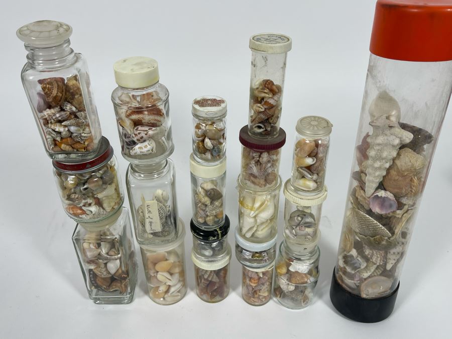 Collection Of Organic Seashells Mainly From The South Pacific Ocean [Photo 15]