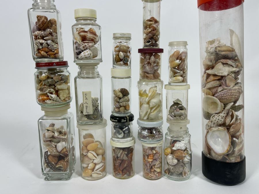 Collection Of Organic Seashells Mainly From The South Pacific Ocean [Photo 2]