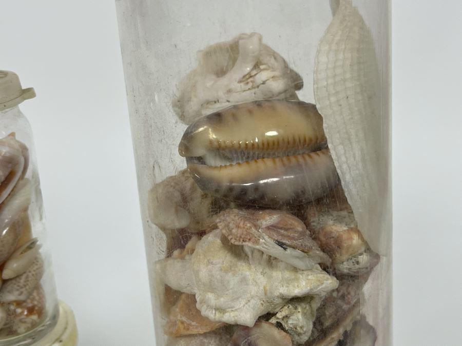 Collection Of Organic Seashells Mainly From The South Pacific Ocean [Photo 10]