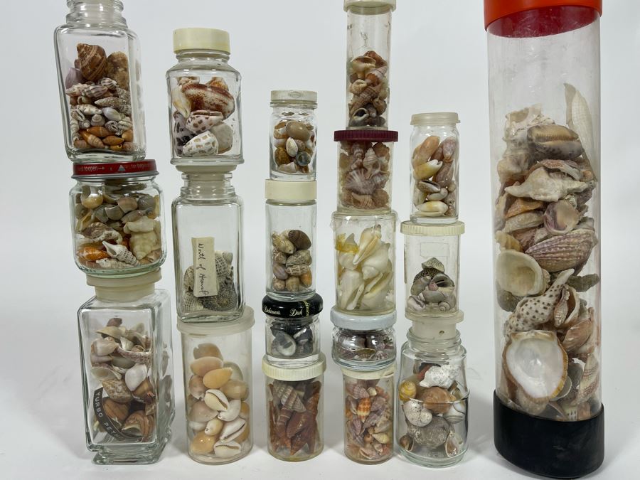 Collection Of Organic Seashells Mainly From The South Pacific Ocean [Photo 3]
