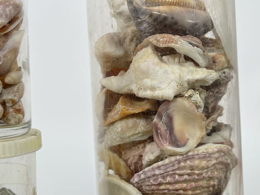 Collection Of Organic Seashells Mainly From The South Pacific Ocean [Photo 11]