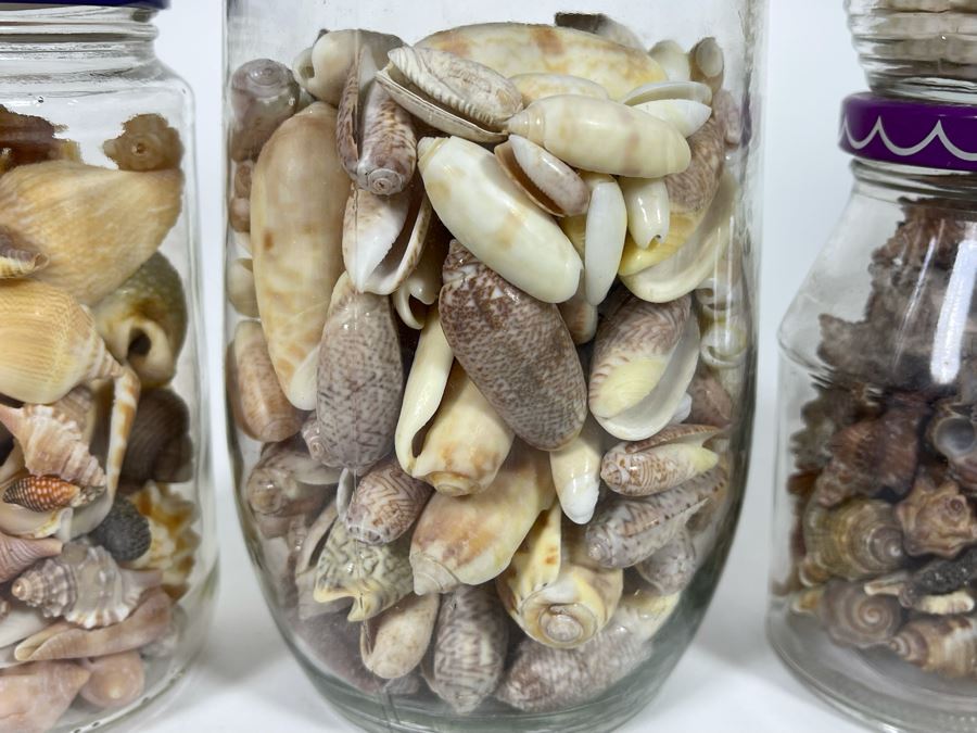 Collection Of Organic Seashells Mainly From The South Pacific Ocean [Photo 4]