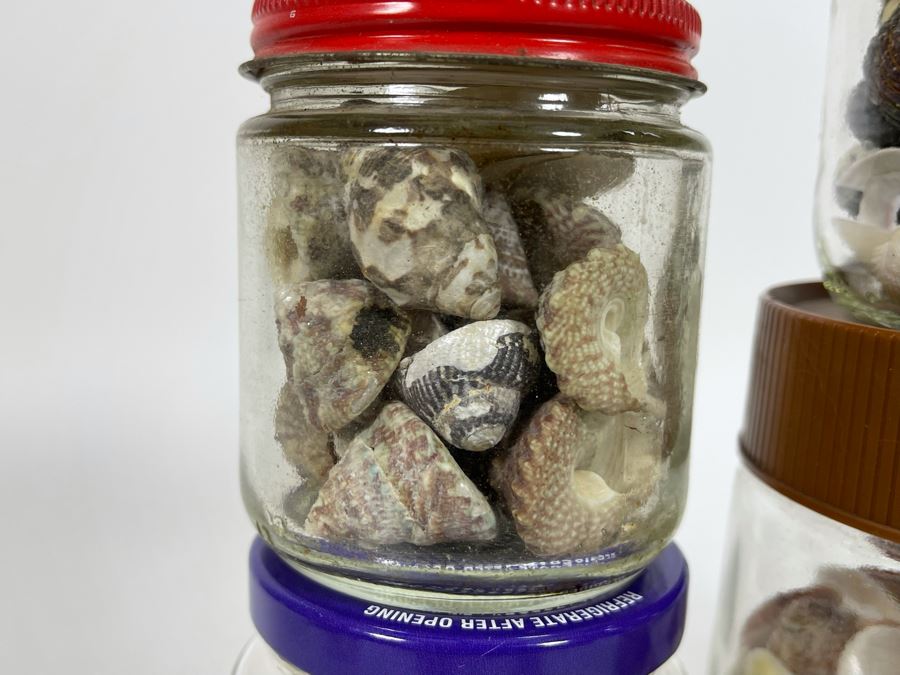 Collection Of Organic Seashells Mainly From The South Pacific Ocean [Photo 10]