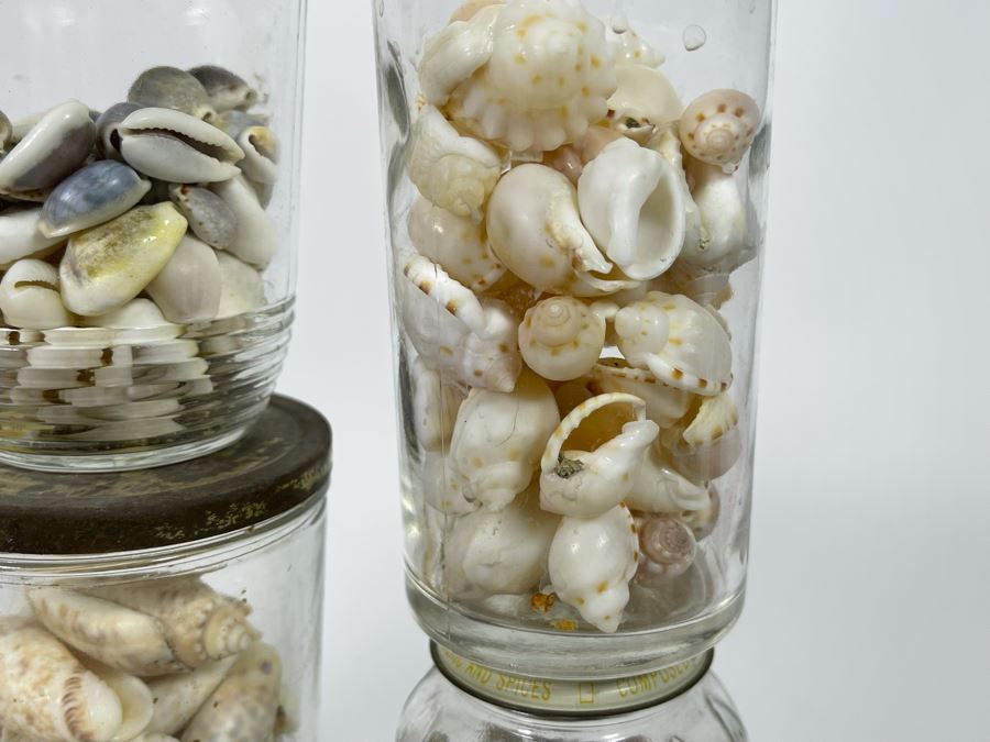 Collection Of Organic Seashells Mainly From The South Pacific Ocean [Photo 14]