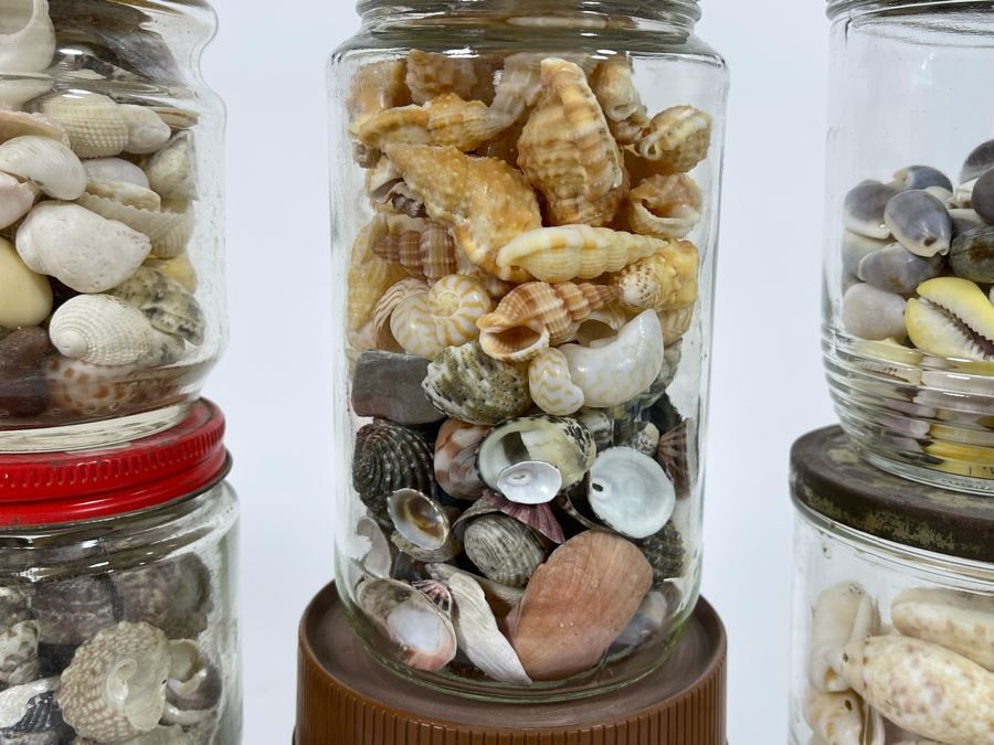 Collection Of Organic Seashells Mainly From The South Pacific Ocean [Photo 12]
