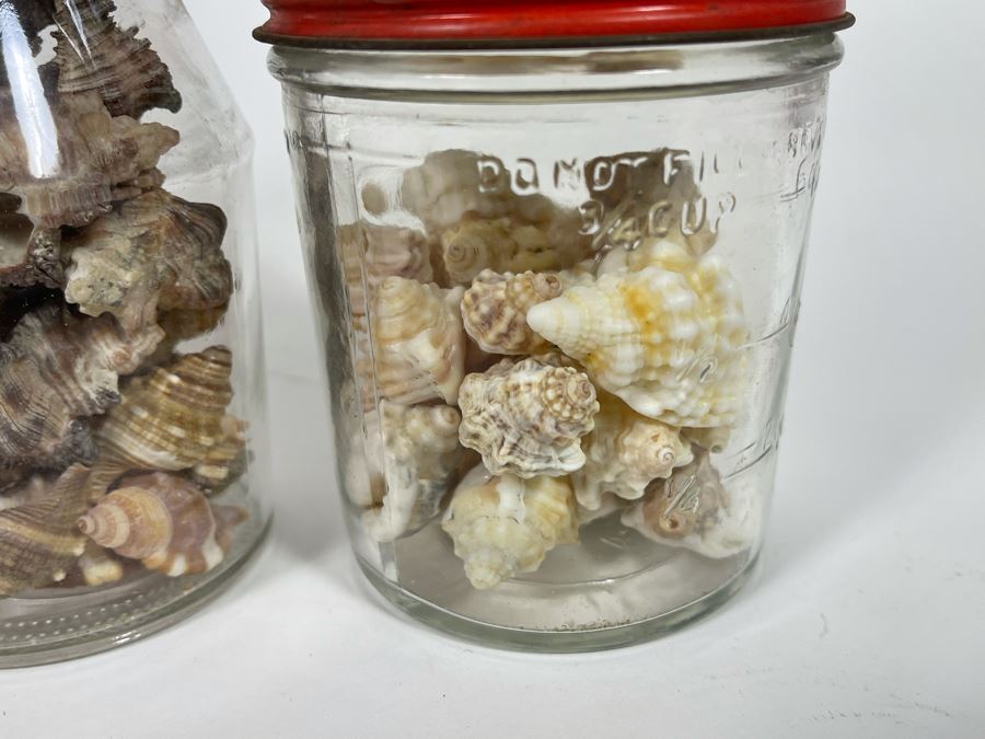 Collection Of Organic Seashells Mainly From The South Pacific Ocean [Photo 7]