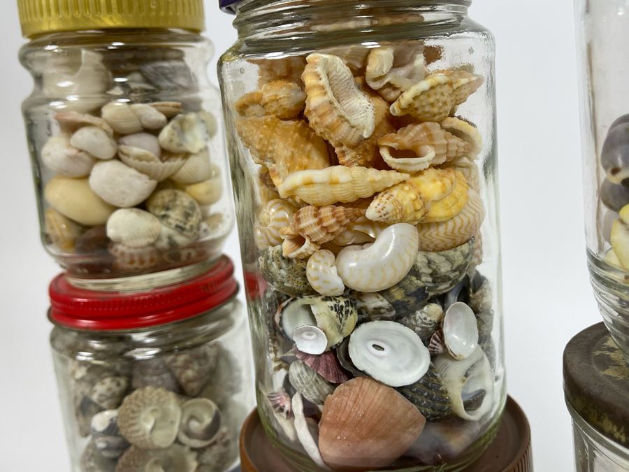 Collection Of Organic Seashells Mainly From The South Pacific Ocean [Photo 16]