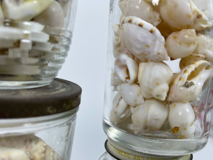 Collection Of Organic Seashells Mainly From The South Pacific Ocean [Photo 15]