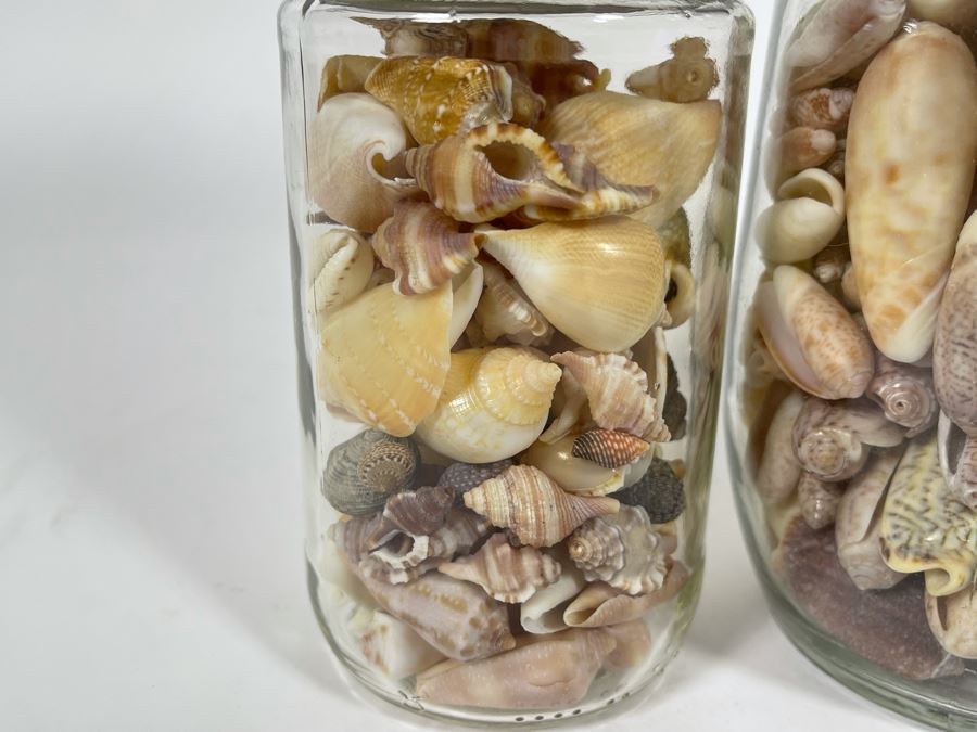 Collection Of Organic Seashells Mainly From The South Pacific Ocean [Photo 5]