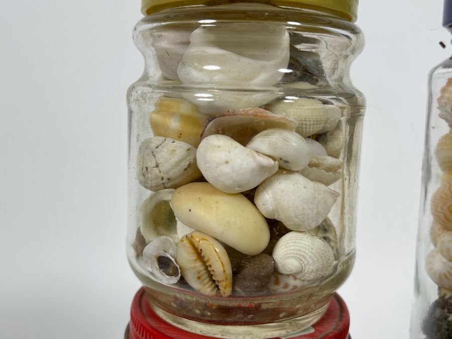 Collection Of Organic Seashells Mainly From The South Pacific Ocean [Photo 11]