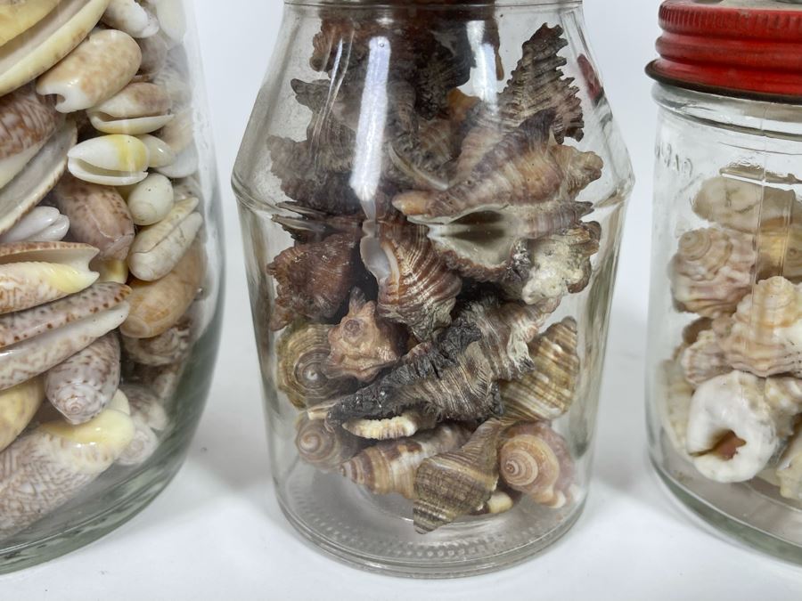 Collection Of Organic Seashells Mainly From The South Pacific Ocean [Photo 6]