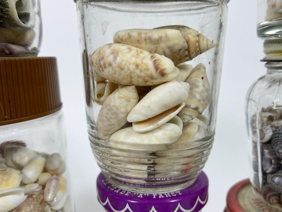 Collection Of Organic Seashells Mainly From The South Pacific Ocean [Photo 9]