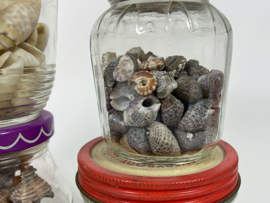 Collection Of Organic Seashells Mainly From The South Pacific Ocean [Photo 8]