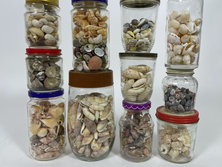Collection Of Organic Seashells Mainly From The South Pacific Ocean [Photo 3]
