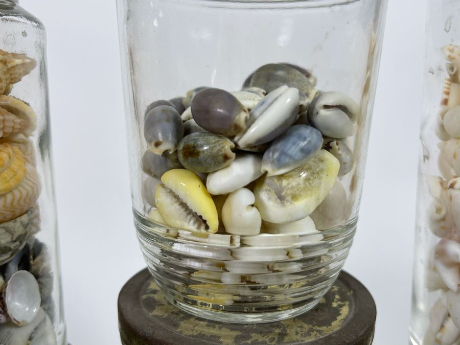 Collection Of Organic Seashells Mainly From The South Pacific Ocean [Photo 13]