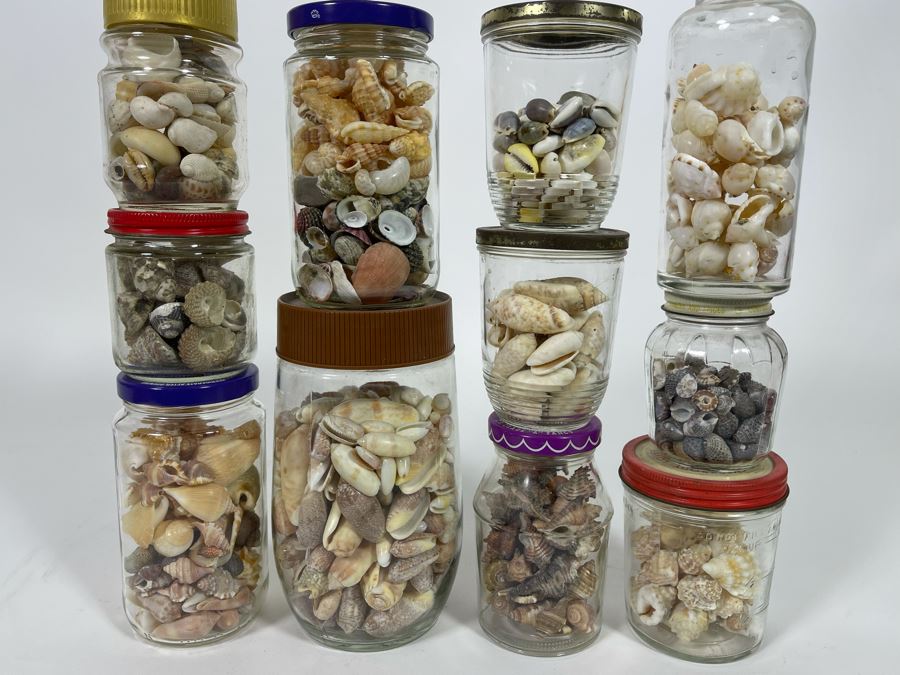 Collection Of Organic Seashells Mainly From The South Pacific Ocean [Photo 2]