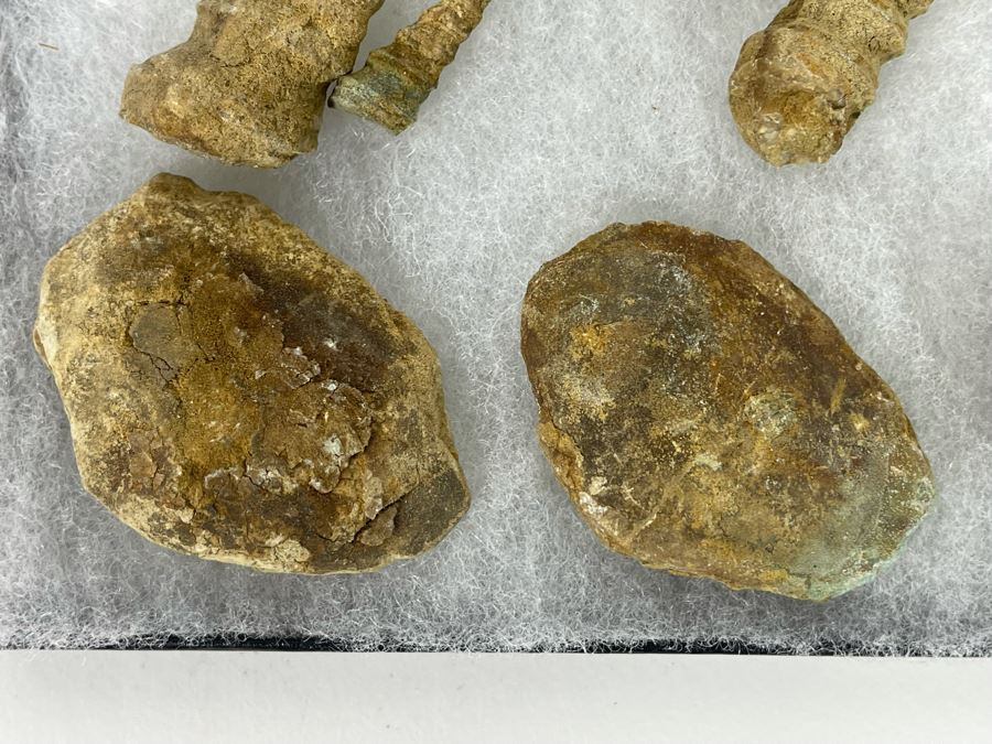 Collection Of Fossilized Shells And Clams Tray Measures 12 X 8 [Photo 8]