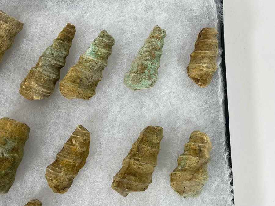 Collection Of Fossilized Shells And Clams Tray Measures 12 X 8 [Photo 5]