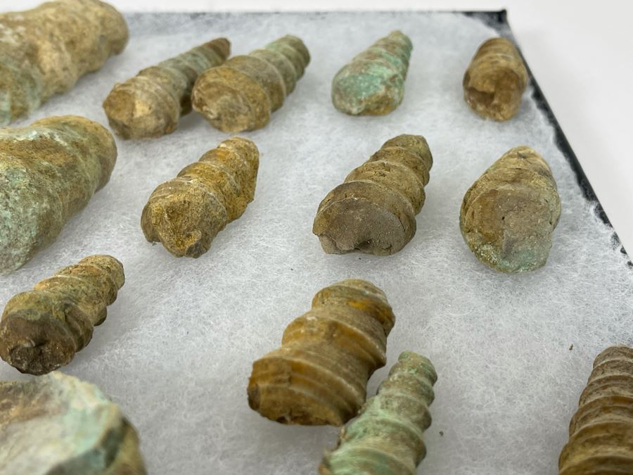 Collection Of Fossilized Shells And Clams Tray Measures 12 X 8 [Photo 12]