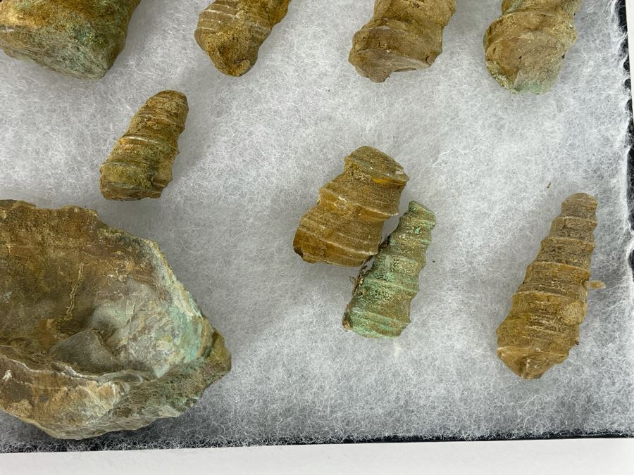 Collection Of Fossilized Shells And Clams Tray Measures 12 X 8 [Photo 6]