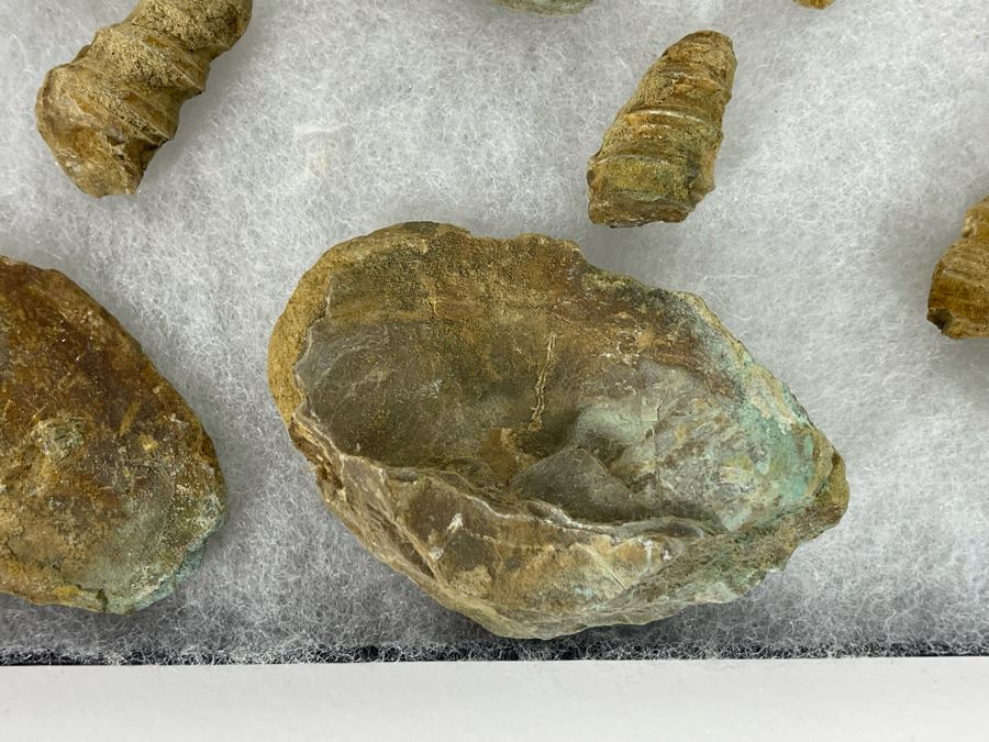 Collection Of Fossilized Shells And Clams Tray Measures 12 X 8 [Photo 7]