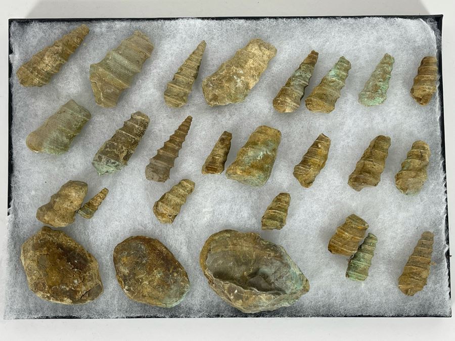 Collection Of Fossilized Shells And Clams Tray Measures 12 X 8 [Photo 2]