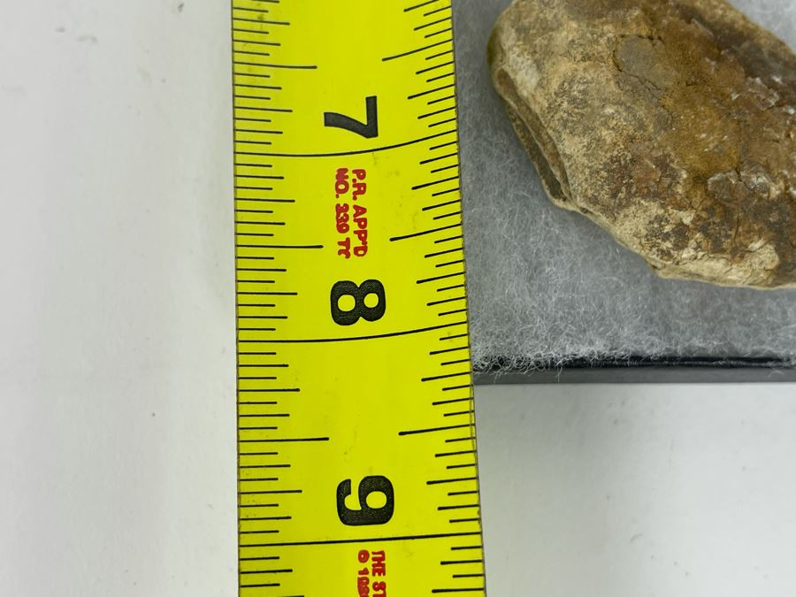 Collection Of Fossilized Shells And Clams Tray Measures 12 X 8 [Photo 14]