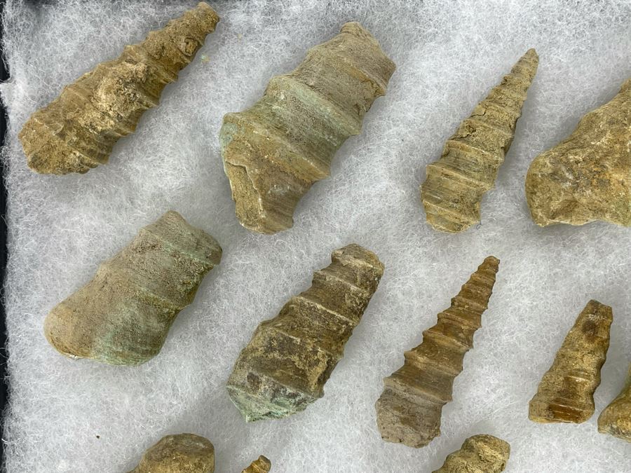 Collection Of Fossilized Shells And Clams Tray Measures 12 X 8 [Photo 3]