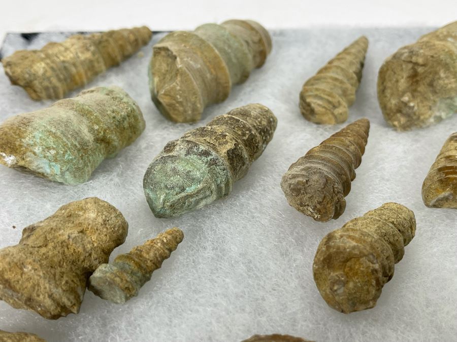 Collection Of Fossilized Shells And Clams Tray Measures 12 X 8 [Photo 10]