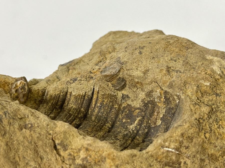 Rock With Fossilized Shells 5W X 3D X 3.5H [Photo 13]