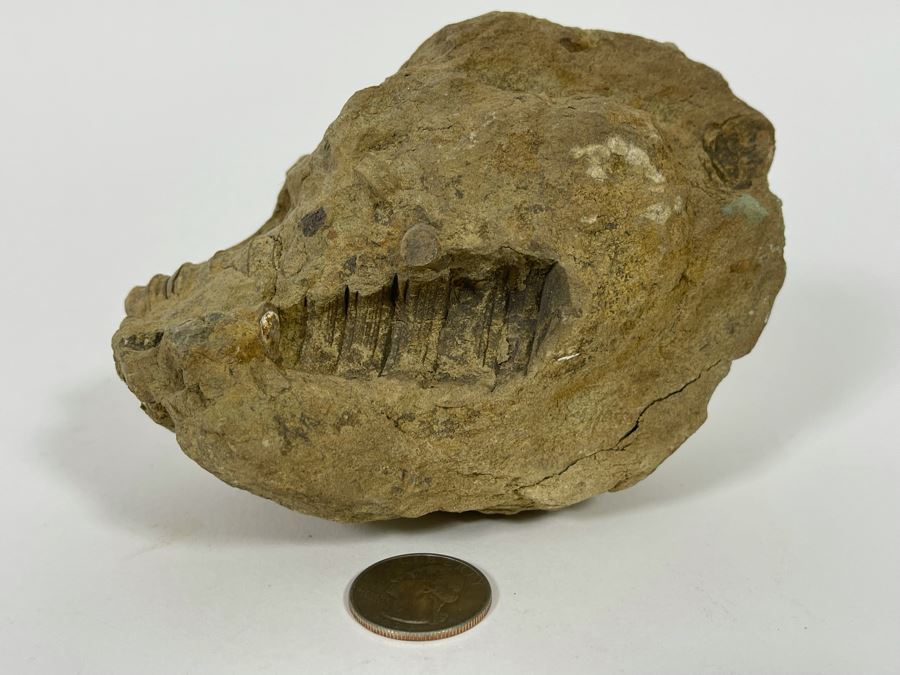 Rock With Fossilized Shells 5W X 3D X 3.5H [Photo 2]