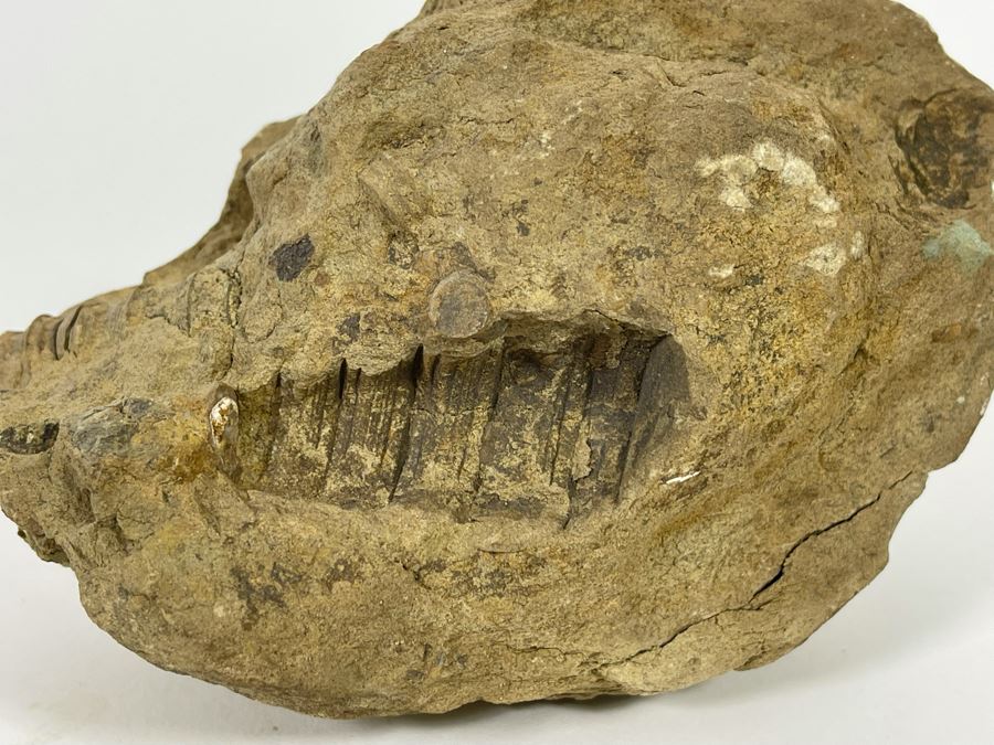 Rock With Fossilized Shells 5W X 3D X 3.5H [Photo 5]